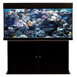Aqua Medic Anthias 130 mit Fish