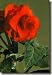 Scarlet Roseform Begonia California Giclee Print