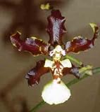 Oncda Charlesworthii X Miltonia warcewiczii 1642H