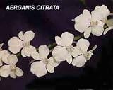 Aerangis citrata 1372S