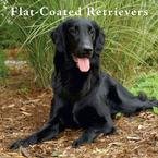 Flat-Coated Retrievers 2009 Wall Calendar