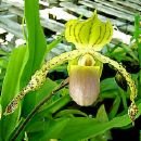 Paph Jurgen Roth (primulinum x kolopakinkii)