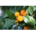 Patio/Container Calamondin Orange Tree Full Size Fruit