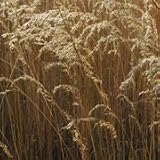 Indian Grass (Sorghastrum nutans) - Jumbo Wildflower Seed Packet