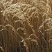 Indian Grass (Sorghastrum nutans) - Jumbo Wildflower Seed Packet