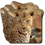 LEOPARD-Brown Eyes Set of 4 Coasters
