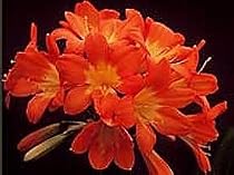 Orange Red Clivia 5 Seeds