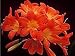 Orange Red Clivia 5 Seeds
