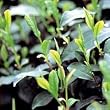 茶（チャ）：紅富貴（ベニフウキ）4号ポット5株セット