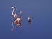 American Flamingo Reflections in Water, Galapagos Islands, Ecuador Photographic Poster Print by Art Wolfe, 12x9