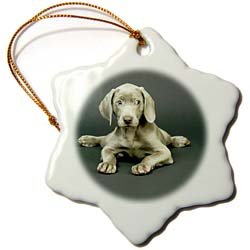 Weimaraner Puppy - 3 Inch Snowflake Porcelain Ornament