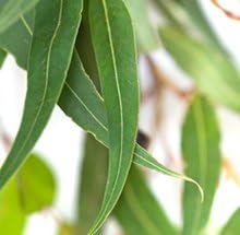 Eucalyptus-Lemon Essential Oil