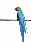 Macaw, Parrot over White. - 36