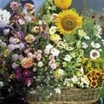 SUTTONS SEEDS: Mixed Flower Seed: Cottage Garden Mixture (1,100 seeds)