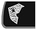 Zebra Printed Famous Star Car Decal / Sticker