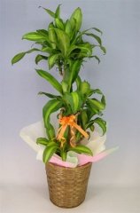 【送料無料】【本物・観葉植物】ドラセナ　マッサンゲアナ（幸福の木）７号鉢 かご・受け皿付き