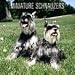 schnauzer1  - Miniature Schnauzers 2010 Wall Calendar