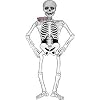 Skelett Pappskelett Skelette Skellett Halloween 137 cm