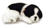 Border Collie Animated Pet