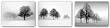 Winter Trees Set by Ilona Wellman 24"x18" Art Print Poster