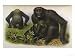 An Adult Male an Adult Female and a Young Male Animals Giclee Poster Print by Hanhart...