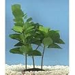 Bacopa Plant - Large - 9 in.