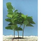 Bacopa Plant - Large - 9 in.