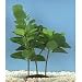 Plants+Plus Extra Large Bacopa