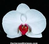 Dtps. Martha Dolge 