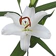 Send Fresh Cut Flowers - 20 White Oriental Lilies Wholesale