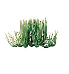 9 Hairgrass Plant