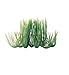 Hairgrass Aquarium Plant, 6" Green