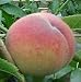 1x peregrine peach fruit tree 6ft+ / 180cm+ 7.5 litre pot