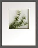 �s���[�t�A�[�g�tHana concept frame Pine spray�i���̎}�j