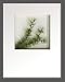 �s���[�t�A�[�g�tHana concept frame Pine spray�i���̎}�j