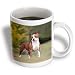 Dogs Pitbull - American Pit Bull Terrier - Mugs