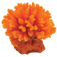 Coral Art - Stylophora - Orange by Aquaculture