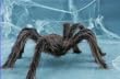 Toy Jumbo Hairy Brown Spider