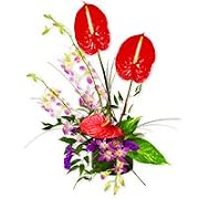 Floral Orchid - In The Tropics