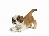 Schleich St. Bernard Puppy