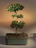 Brush Cherry Bonsai Tree - 