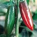 Organic Hidalgo Chile Pepper - 50 Seeds