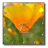 31qFtEOMMXL. SL160  California Poppy Orange Flower Floral Photography Nature   10x10 Wall Clock
