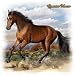 Quarter Horse Womens T-Shirt Dress