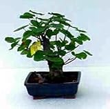 Chinese Redbud 20 Seeds/Seed - Cercis chinensis -Bonsai