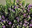 Roman Beauty Rosemary One Gallon