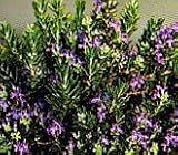 Roman Beauty Rosemary One Gallon