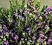 Roman Beauty Rosemary One Gallon