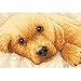 Gold Collection Petite Golden Puppy Counted Cross Stitch Kit: 7x5