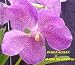Vanda Kultana Fantasy